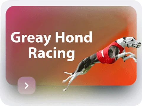 Greyhound